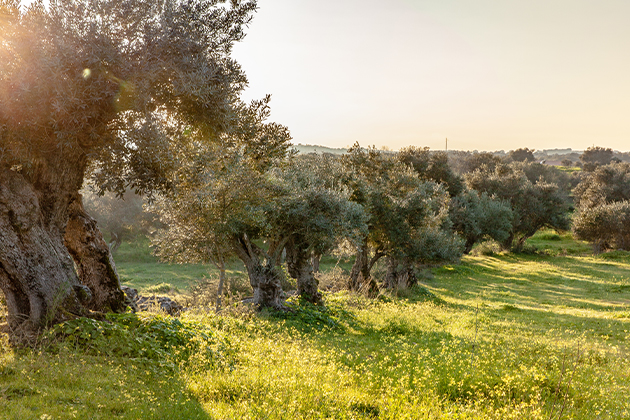 oliveiras