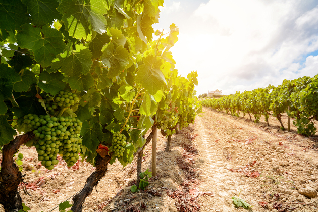 What to do in Portugal: Visit a wine cellar