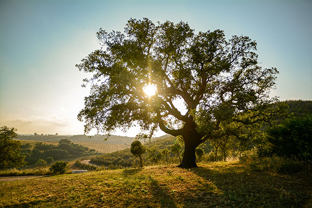 climate in portugal